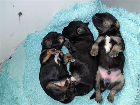 puppies gratis af te halen.